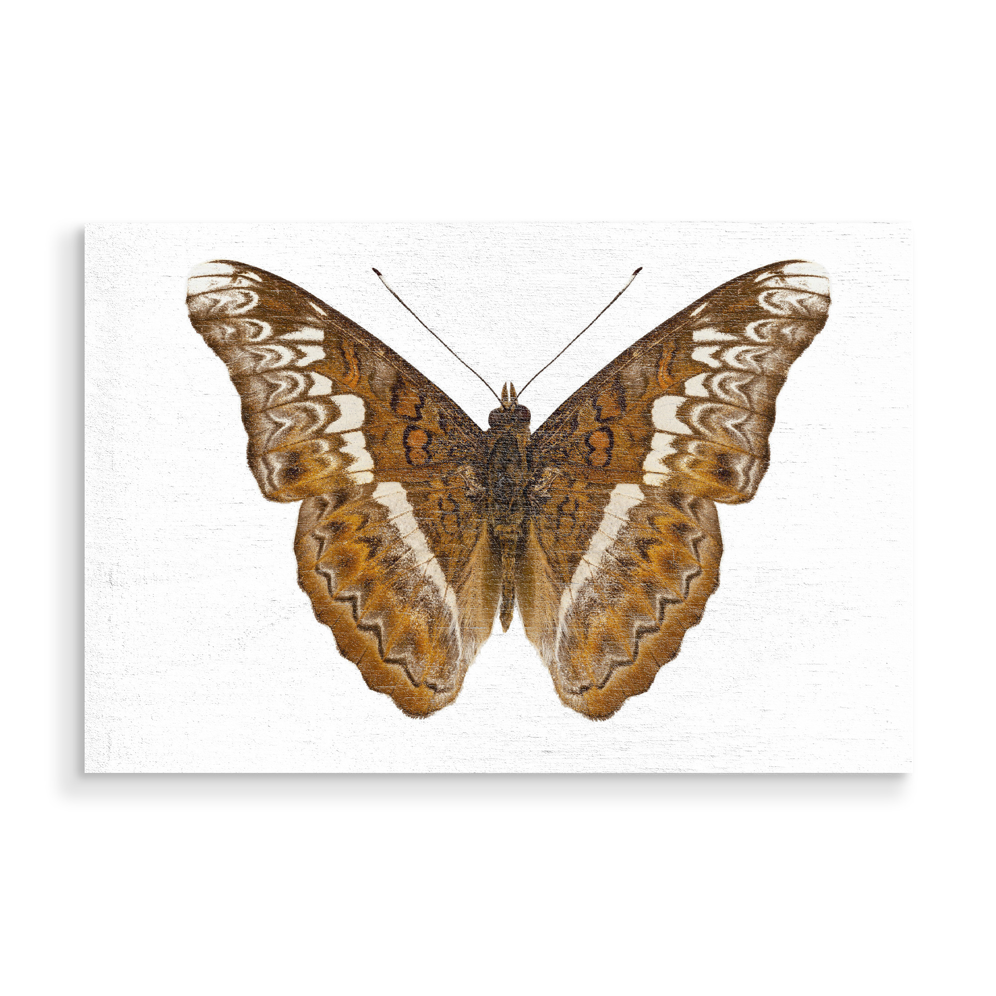Holzbild "Admiral-Limoniten-Schmetterling" artboxONE - Natur,Tiere - Insekt,Schmetterling,Tiere,Hohe auflösung,Fotografie,Fliegen,Bunt,Natur