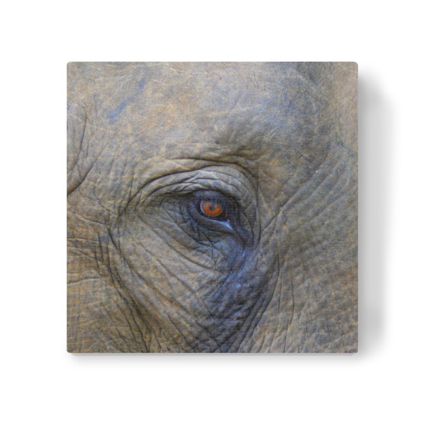 Leinwandbild "Das Auge des Elefanten" artboxONE - Reise,Tiere,Reise / Afrika,Reise / Asien