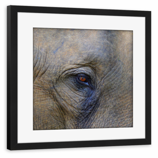 Poster mit Rahmen schwarz "Das Auge des Elefanten" artboxONE - Reise,Tiere,Reise / Afrika,Reise / Asien