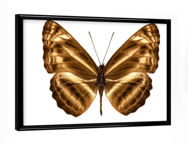 Poster mit schwarzem Rahmen "Butterfly species Neptis omeroda" artboxONE - Natur,Tiere