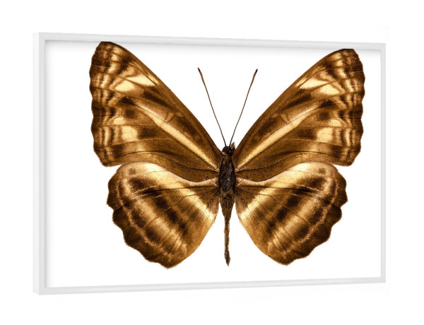 Poster mit weißem Rahmen "Butterfly species Neptis omeroda" artboxONE - Natur,Tiere