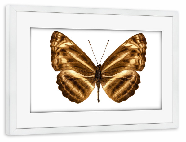 Poster mit Rahmen weiß "Butterfly species Neptis omeroda" artboxONE - Natur,Tiere