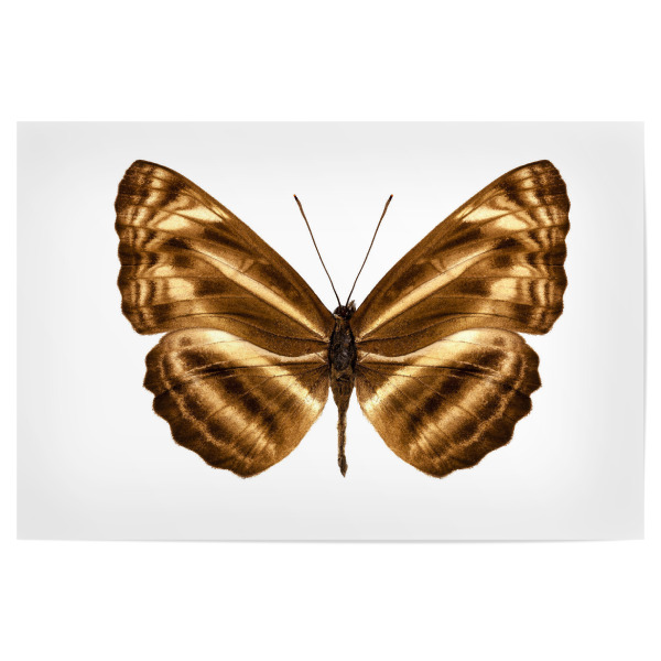 Poster "Butterfly species Neptis omeroda" artboxONE - Natur,Tiere - Insekt,Schmetterling,Tiere,Hohe auflösung,Fotografie,Fliegen,Farbe,Bunt,Natur