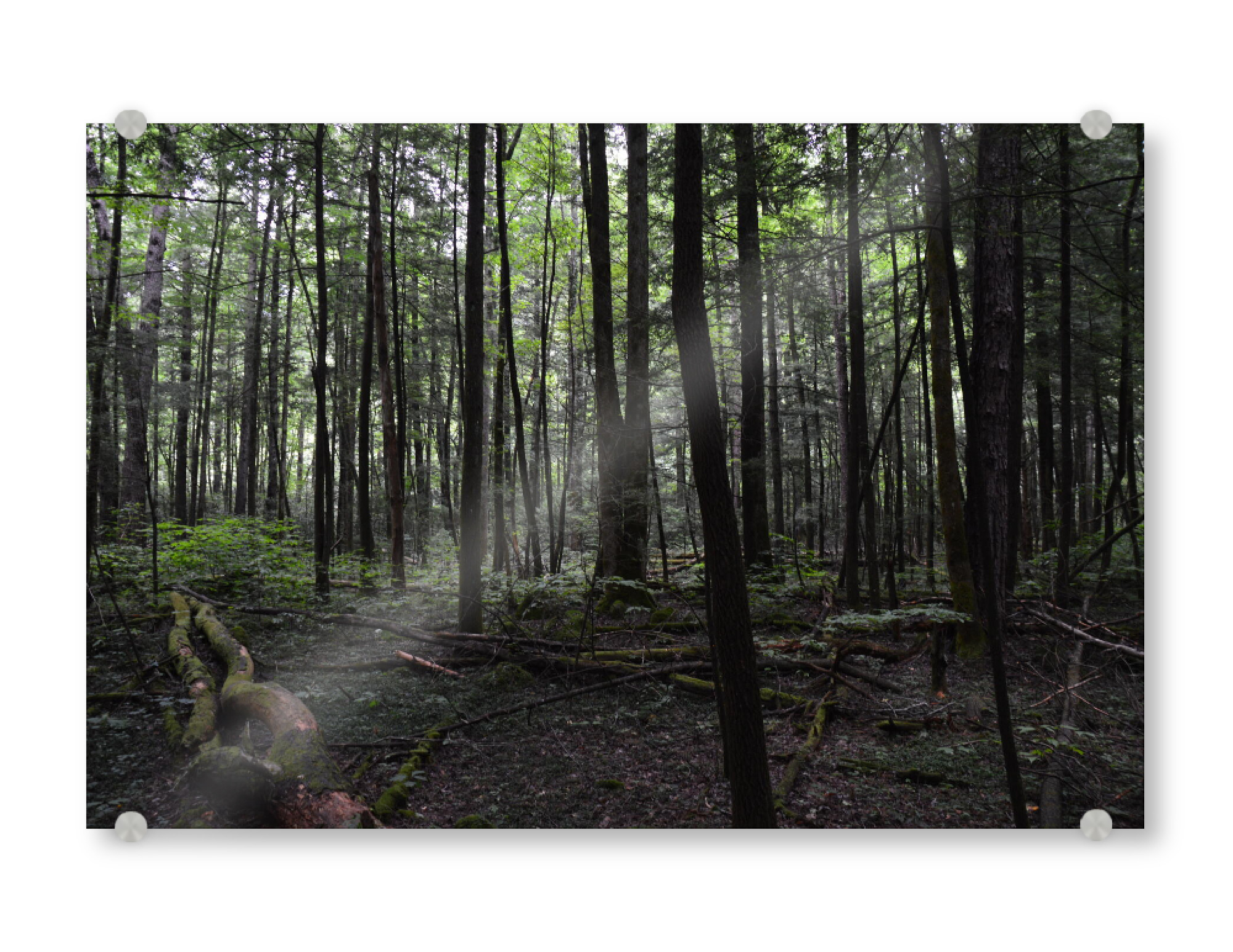 Acrylglasbild "Ein Wald aus lauter Bäumen" artboxONE - Natur - Wald,Laubwald,Natur,Bäume,Laubbäume,Natürlich,Urwald,Landschaft,Landschaftsfotografie