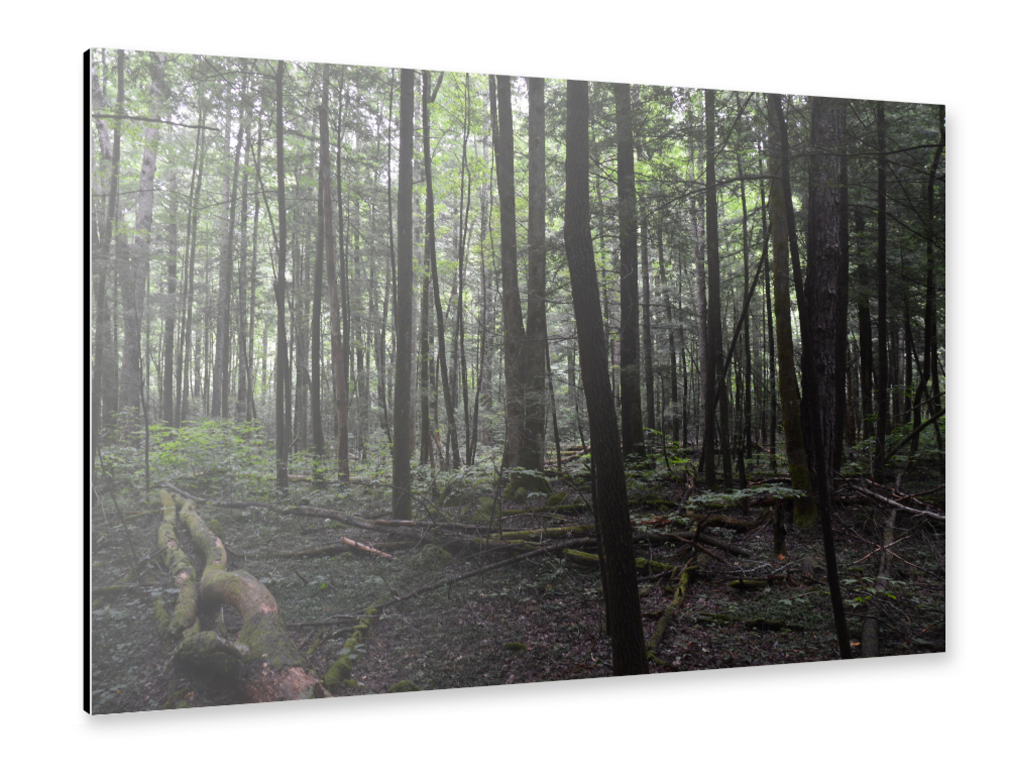 Alu-Dibond "Ein Wald aus lauter Bäumen" 75x50 cm artboxONE