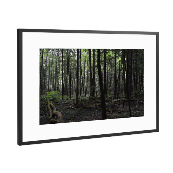 Poster mit Rahmen Schwarz (Metallic) "Ein Wald aus lauter Bäumen" artboxONE - Natur