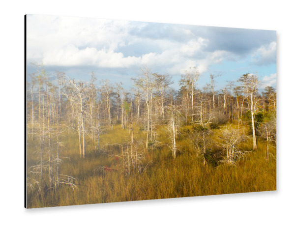 Alu-Dibond "Big Cypress in Florida" 30x20 cm artboxONE