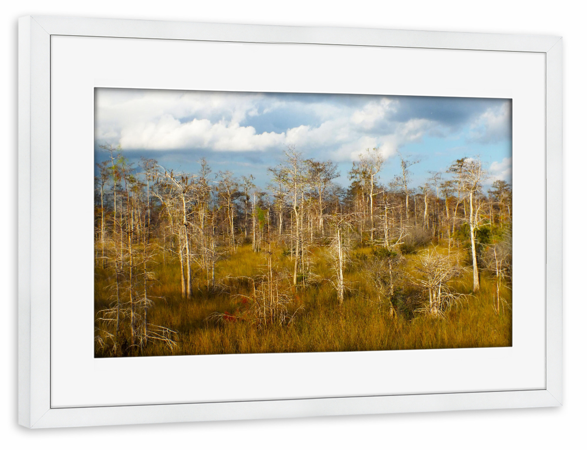 Poster mit Rahmen weiß "Big Cypress in Florida" artboxONE - Natur,Reise,Reise / Länder