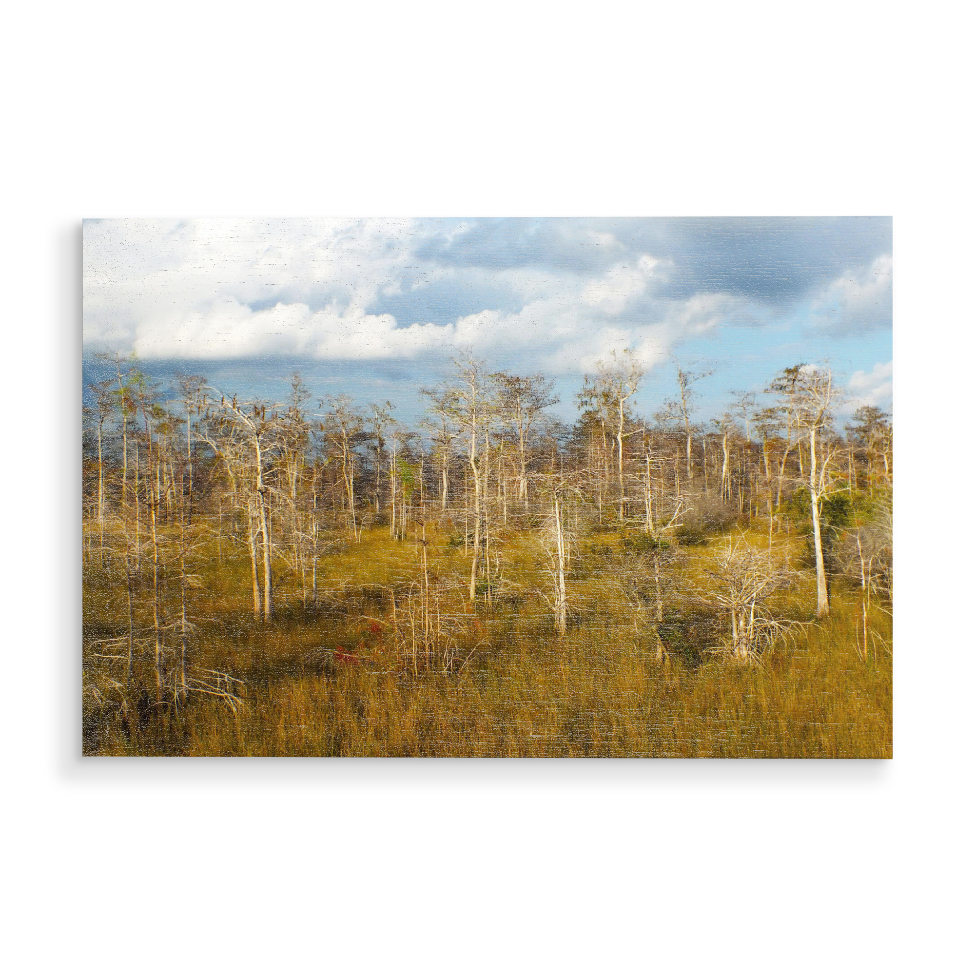 Holzbild "Big Cypress in Florida" artboxONE - Natur,Reise,Reise / Länder