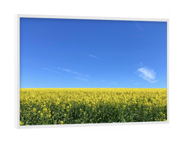 Poster mit weißem Rahmen "Ein Rapsfeld im Frühjahr" artboxONE - Natur