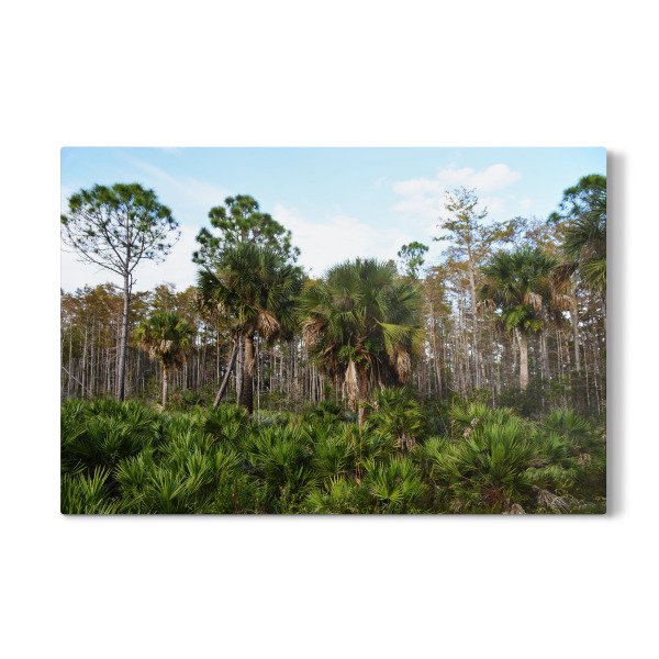 Galerie-Print "Palmettosavanne" 30x20 cm artboxONE