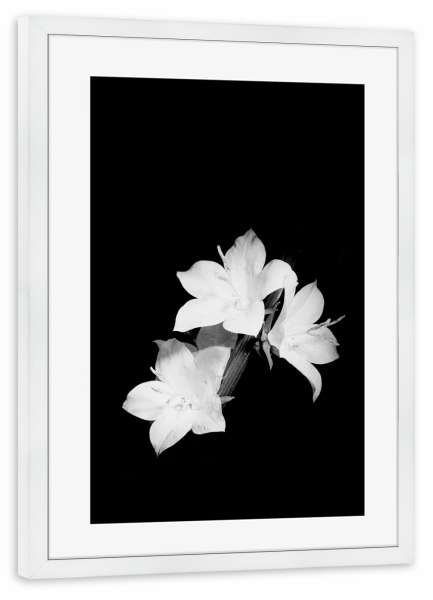 Poster mit Rahmen weiß "Nachtglockenblumen" artboxONE - Floral,Schwarzweiß - Blüte,Blume,Nacht,Leuchtend,Schwarz-weiß,Monochrom,Stilvoll,Schwarzweiß