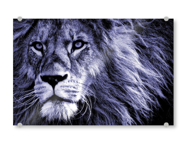 Acrylglasbild "Löwen Portrait very peri" artboxONE - Tiere,Abstrakt,Reise / Afrika - Löwe,Portrait,Großkatze,Afrika,Very peri