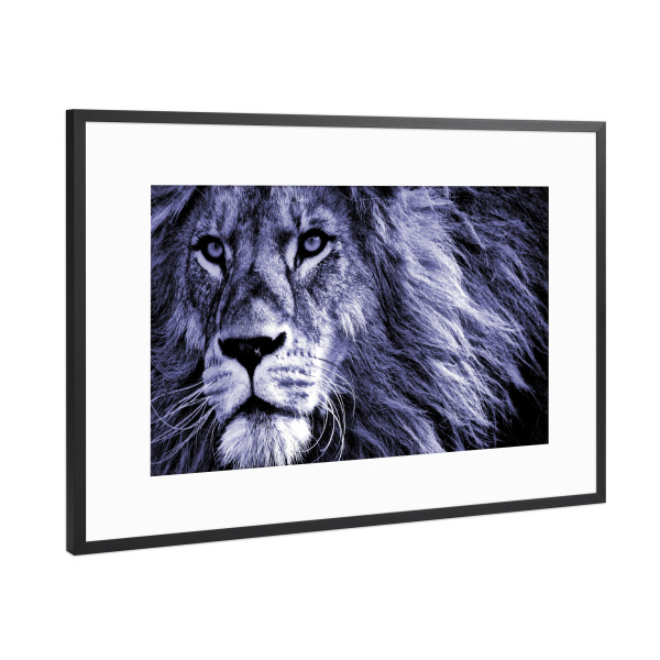 Poster mit Rahmen Schwarz (Metallic) "Löwen Portrait very peri" artboxONE - Tiere,Abstrakt,Reise / Afrika - Löwe,Portrait,Großkatze,Afrika,Very peri