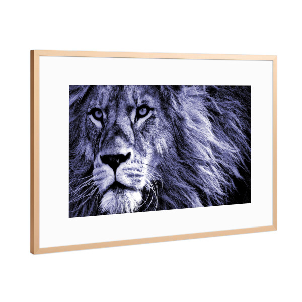 Poster mit Rahmen Kupfer "Löwen Portrait very peri" artboxONE - Tiere,Abstrakt,Reise / Afrika - Löwe,Portrait,Großkatze,Afrika,Very peri