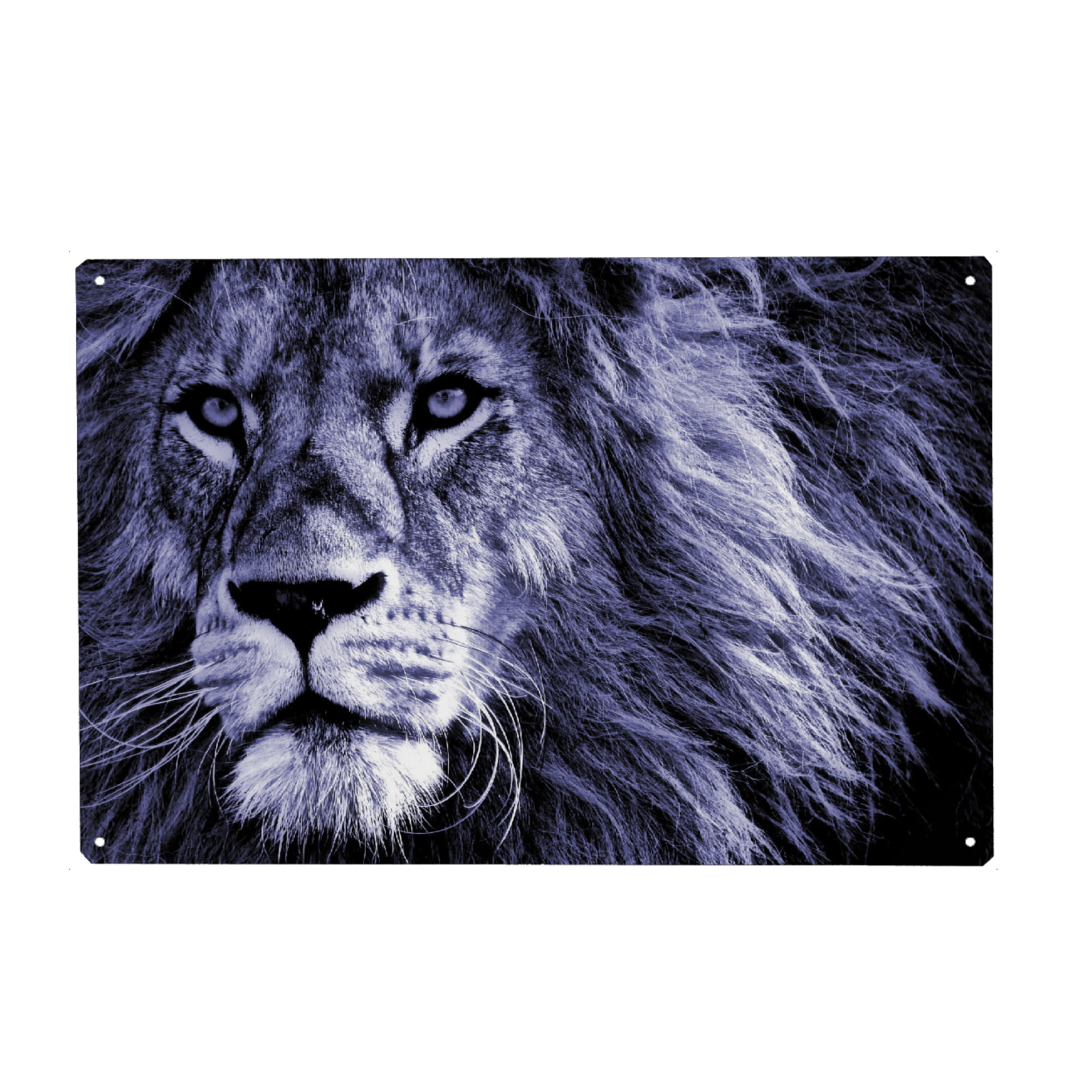 Metall Poster "Löwen Portrait very peri" artboxONE - Tiere,Abstrakt,Reise / Afrika - Löwe,Portrait,Großkatze,Afrika,Very peri - Blechschild