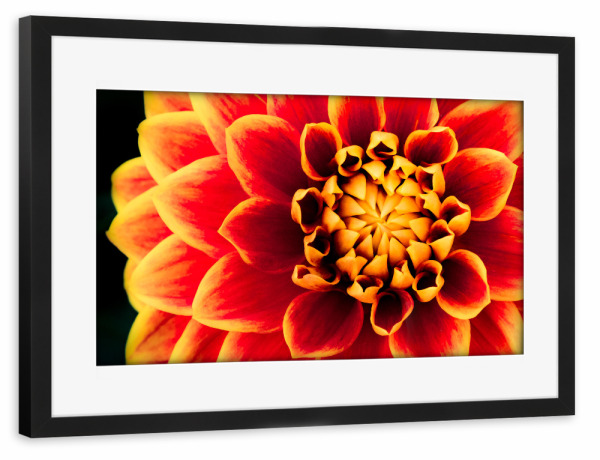Poster mit Rahmen schwarz "Dahlienkönigin" artboxONE - Natur,Floral - Dahlie,Blüte,Makro,Rund,Sonne,Feuer,Nacht,Blume,Nahaufnahme