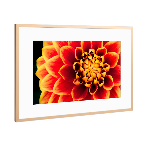 Poster mit Rahmen Kupfer "Dahlienkönigin" artboxONE - Natur,Floral - Dahlie,Blüte,Makro,Rund,Sonne,Feuer,Nacht,Blume,Nahaufnahme
