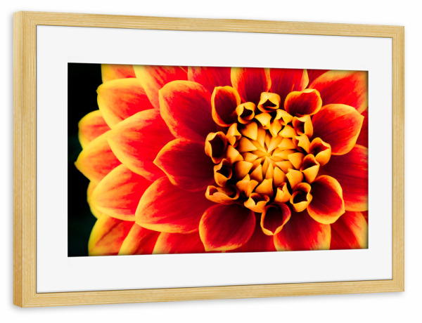 Poster mit Rahmen kiefer "Dahlienkönigin" artboxONE - Natur,Floral - Dahlie,Blüte,Makro,Rund,Sonne,Feuer,Nacht,Blume,Nahaufnahme