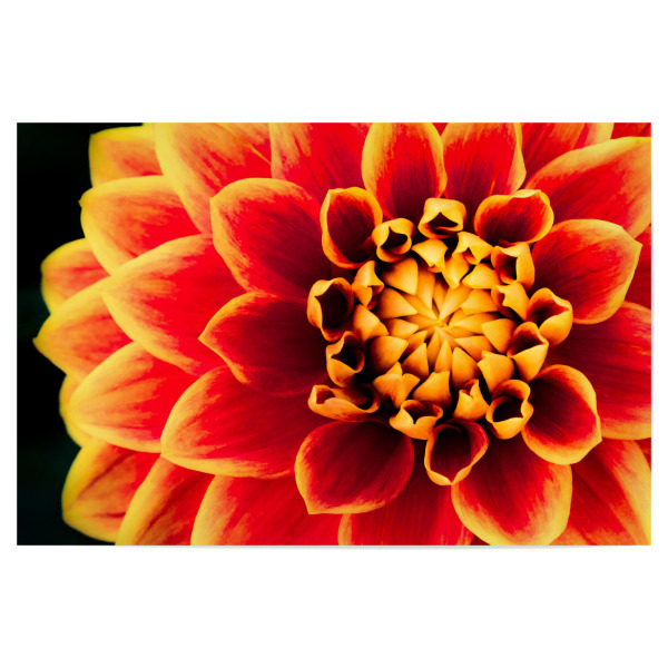 Poster 30x20 cm "Dahlienkönigin" artboxONE - Natur,Floral - Dahlie,Blüte,Makro,Rund,Sonne,Feuer,Nacht,Blume,Nahaufnahme
