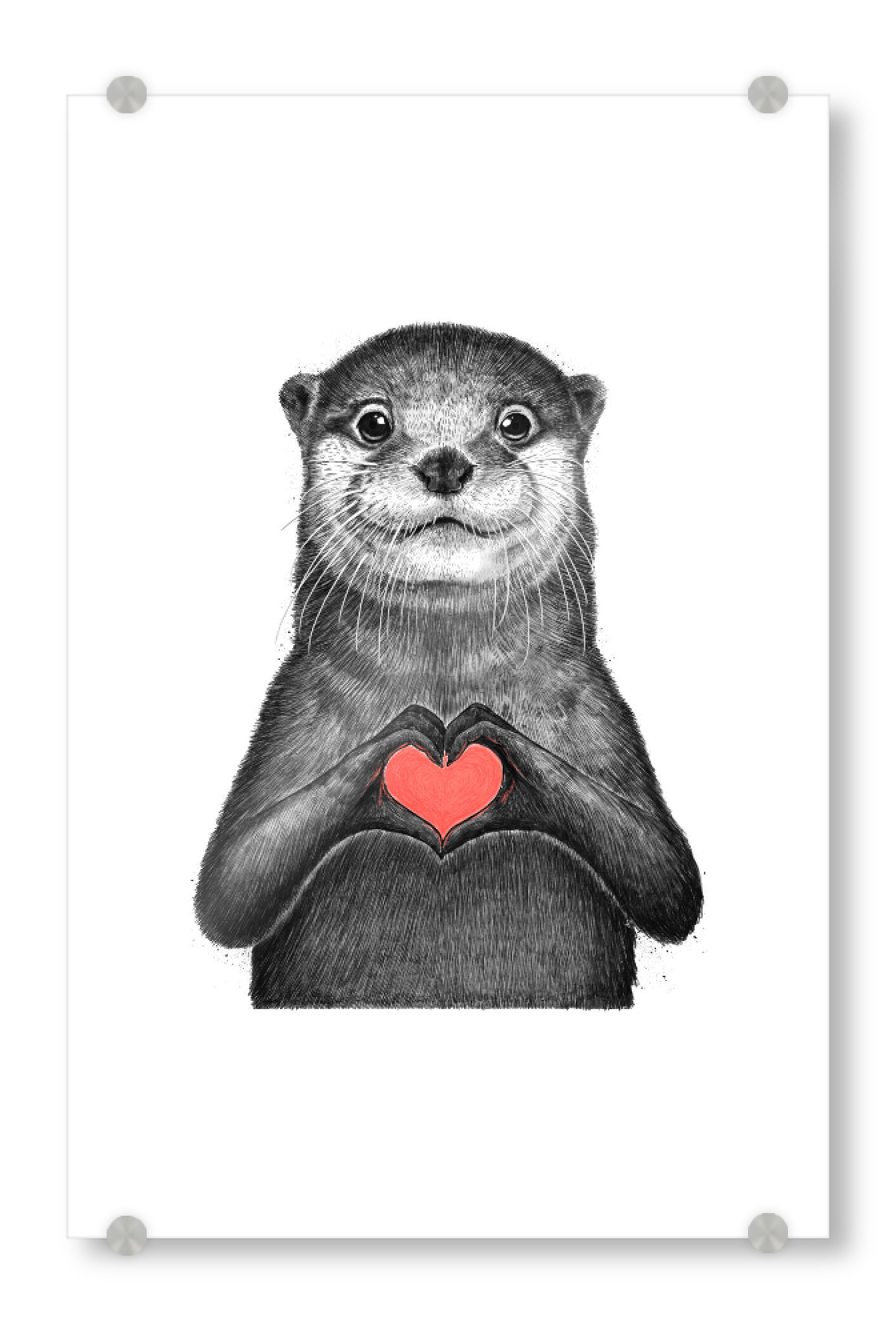 Acrylglasbild "Seeotter mit Liebe" artboxONE - Tiere,Liebe - Seeotter,Fischotter,Fischotter,Otterliebe,Tier,Tiere,Süß,Süße tiere,Herz,Liebe,Natur