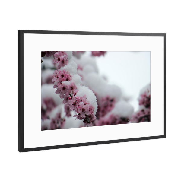 Poster mit Rahmen Schwarz (Metallic) "Kirschblüten im Schnee" artboxONE - Natur,Floral