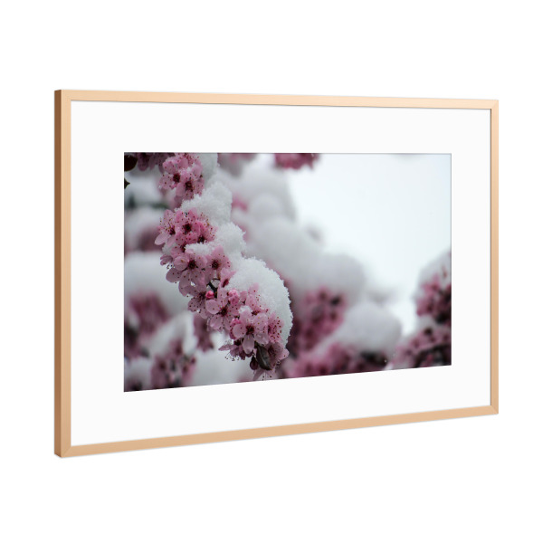 Poster mit Rahmen Kupfer "Kirschblüten im Schnee" artboxONE - Natur,Floral
