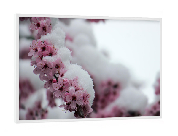Poster mit weißem Rahmen "Kirschblüten im Schnee" artboxONE - Natur,Floral