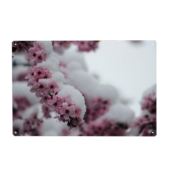 Metall Poster "Kirschblüten im Schnee" artboxONE - Natur,Floral