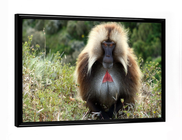 Poster mit schwarzem Rahmen "Dschelada Pavian in Äthiopien" artboxONE - Tiere,Reise / Afrika