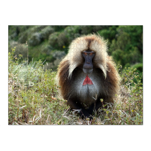 Puzzle Ravensburger "Dschelada Pavian in Äthiopien" artboxONE - Tiere,Reise / Afrika