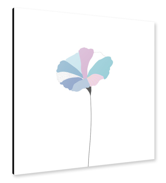 Alu-Dibond "Mohnblume bunt/blau" 30x30 cm artboxONE