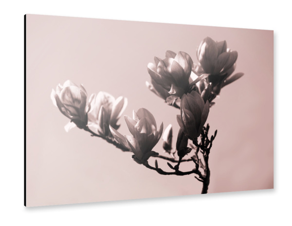 Alu-Dibond "Zweig mit Magnolienblüte" 30x20 cm artboxONE