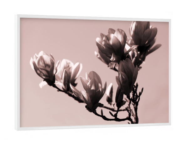 Poster mit weißem Rahmen "Zweig mit Magnolienblüte" artboxONE - Natur,Floral,Abstrakt