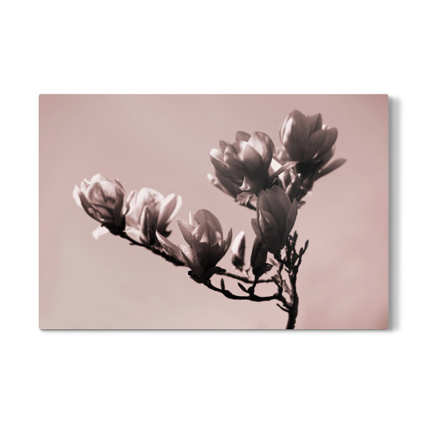 Galerie-Print "Zweig mit Magnolienblüte" 30x20 cm artboxONE