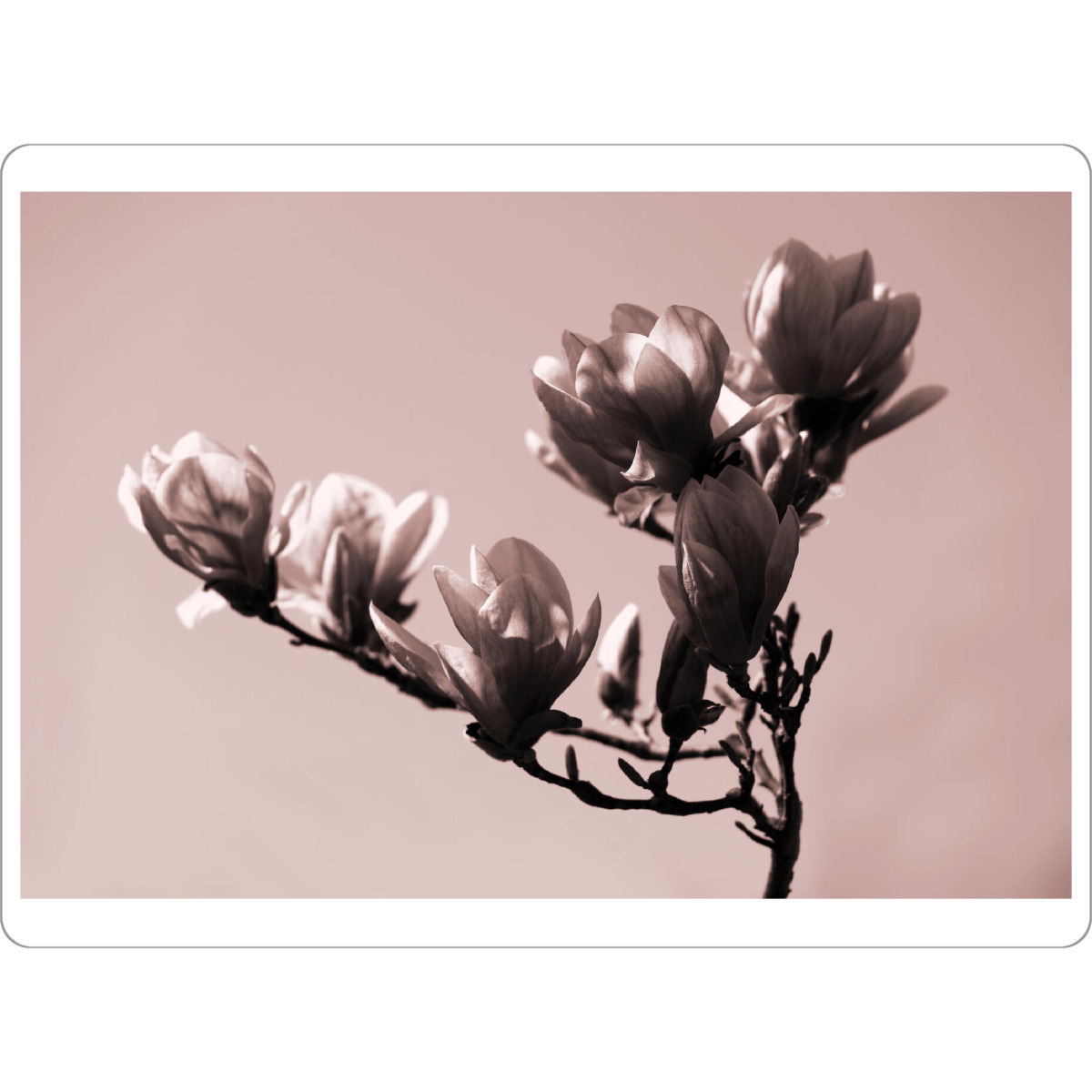 Tischset "Zweig mit Magnolienblüte" artboxONE - Natur,Floral,Abstrakt