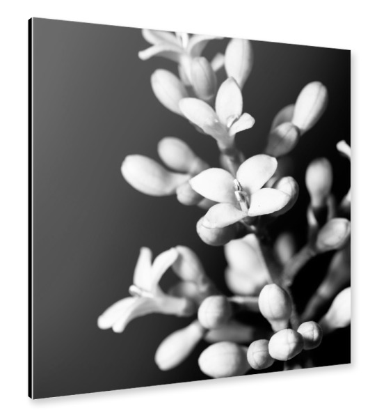 Alu-Dibond "Nachtliguster" 30x30 cm artboxONE