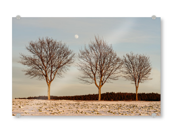 Acrylglasbild "Abendlicht im Winter" artboxONE - Natur