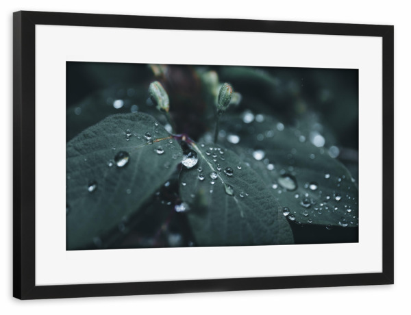 Poster mit Rahmen schwarz "Rainy Day" artboxONE - Natur,Floral - Blätter,Leaves,Wasser,Tropfen,Drops,Water,Rain,Regen