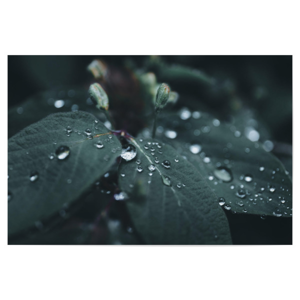Poster 30x20 cm "Rainy Day" artboxONE - Natur,Floral - Blätter,Leaves,Wasser,Tropfen,Drops,Water,Rain,Regen