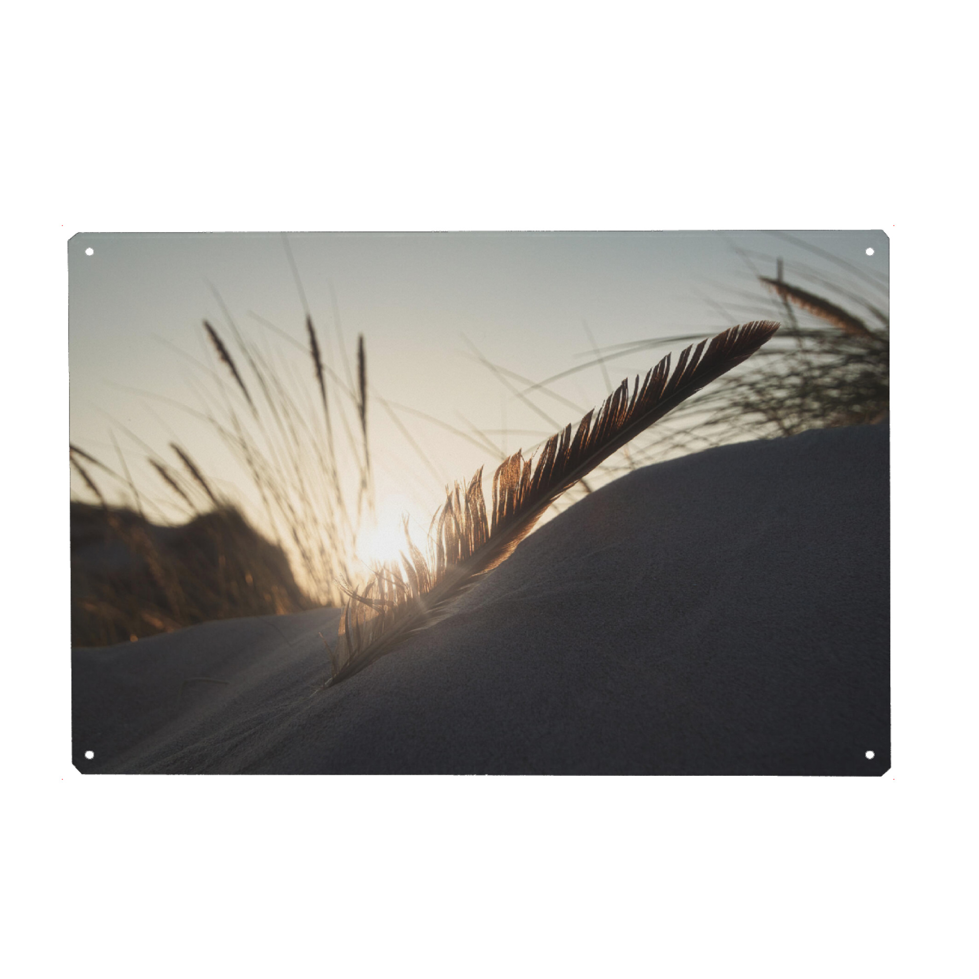 Metall Poster "Federleicht im Abendlicht" artboxONE - Natur,Reise,Floral,Reise / Strand und Meer