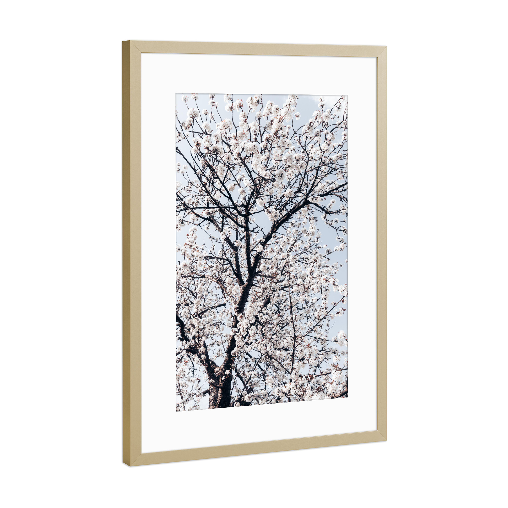 Poster mit Rahmen Gold "Süßkirschbaum" artboxONE - Natur,Floral
