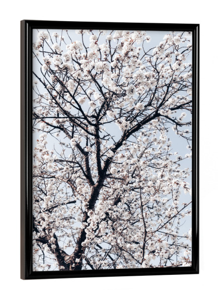 Poster mit schwarzem Rahmen "Süßkirschbaum" artboxONE - Natur,Floral