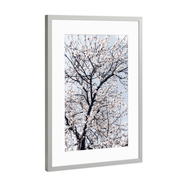 Poster mit Rahmen Silber "Süßkirschbaum" artboxONE - Natur,Floral