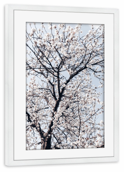 Poster mit Rahmen weiß "Süßkirschbaum" artboxONE - Natur,Floral