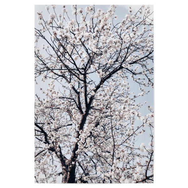 Poster "Süßkirschbaum" artboxONE - Natur,Floral