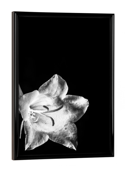 Poster mit schwarzem Rahmen "Nachtblüte" artboxONE - Floral,Schwarzweiß - Fine art,Blüte,Blume,Nacht,Leuchtend,Schwarz-weiß,Monochrom,Stilvoll,Edel