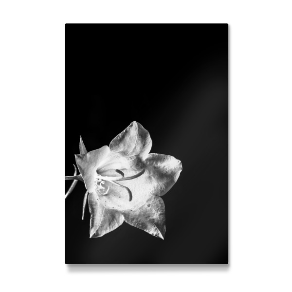 Galerie-Print "Nachtblüte" 30x20 cm artboxONE
