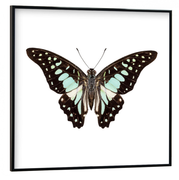 Poster mit schwarzem Rahmen 30x30 cm "Schmetterlingsart Graphium-v" artboxONE - Natur,Tiere