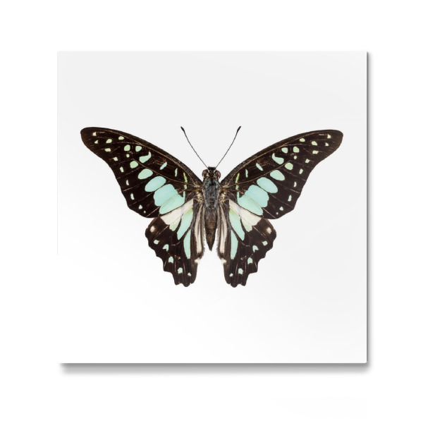 Galerie-Print "Schmetterlingsart Graphium-v" 30x30 cm artboxONE